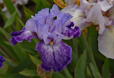 Ottawa parkında Iris çiçeği