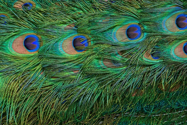 Green peacock tail with blue eyes in Toronto Zoo