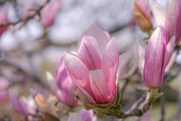 Vår Rosa Magnolia Blomma Med Träd Grenar Mot Bakgrunden Toronto — Stockfoto