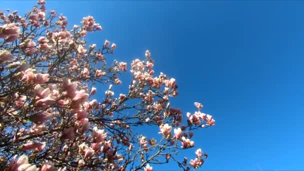 Magnolienblüte Wunderschöne Blühende Magnolienblüten Frühling Auf Der Straße Von Toronto — Stockvideo