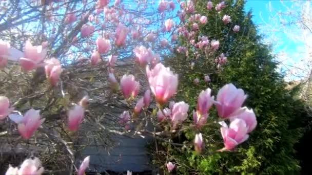 Magnolia Kwiat Piękne Kwiaty Magnolia Wiosną Ulicy Toronto — Wideo stockowe