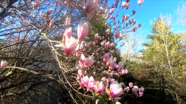 Magnolia Kwiat Piękne Kwiaty Magnolia Wiosną Ulicy Toronto — Wideo stockowe