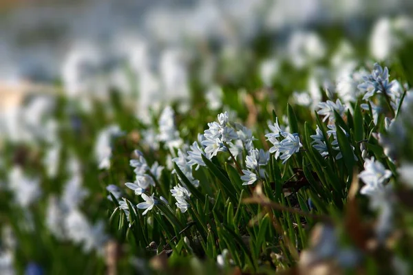 Toronto Parkında Bahar Çimlerinde Puschkinia Çiçekleri — Stok fotoğraf