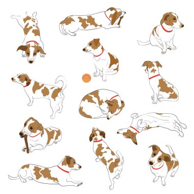 Köpek kümesi benekli