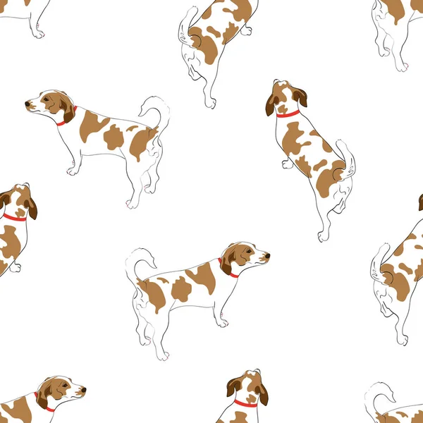 Güzel benekli köpek 