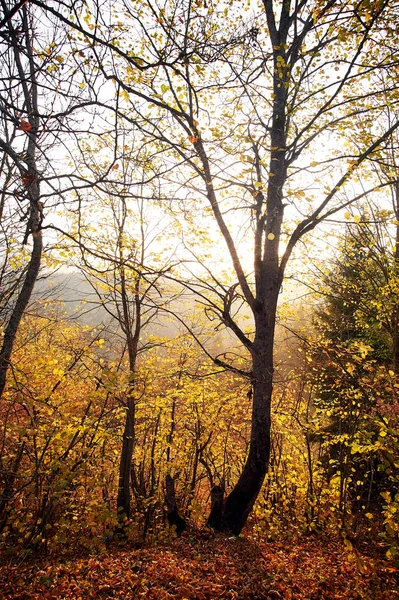 Beautiful autumn sunset in Borjomi, Georgia. Golden fall leaves and forest in the mountains.
