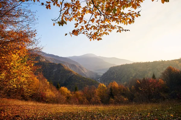 Beautiful Autumn Sunset Borjomi Georgia Golden Fall Leaves Forest Mountains — Stockfoto