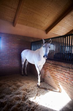 Kachreti, Georgia November 9, 2019: Horse at stable