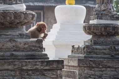 Little monkey sits on the corner of the temple
