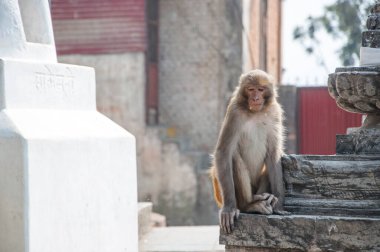 Little monkey sits on the corner of the temple