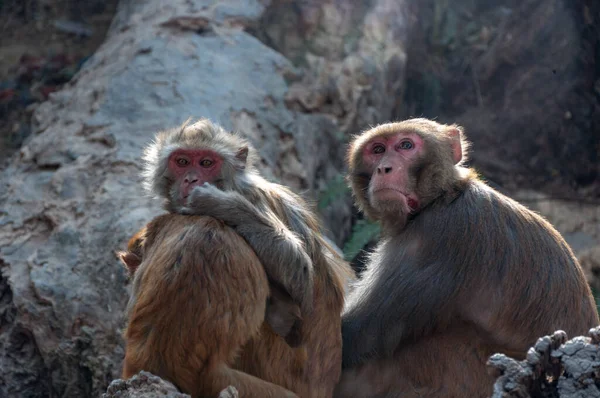 Group Red Faced Nepalese Monkeys —  Fotos de Stock