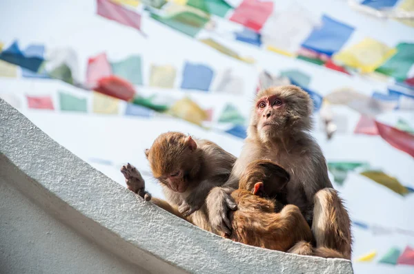 Group Red Faced Nepalese Monkeys — Stockfoto