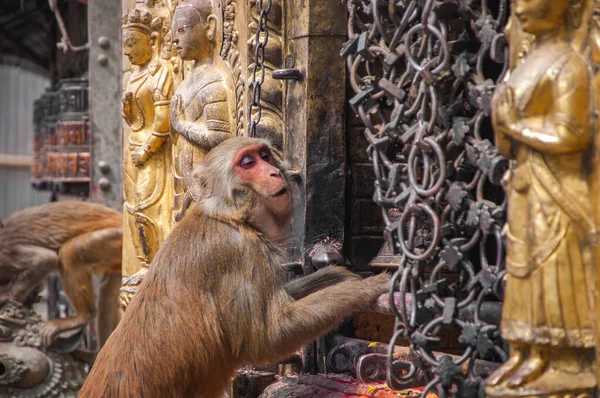 Singing Monkey Temple —  Fotos de Stock