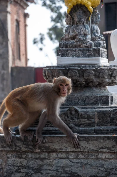 Little Monkey Sits Corner Temple —  Fotos de Stock