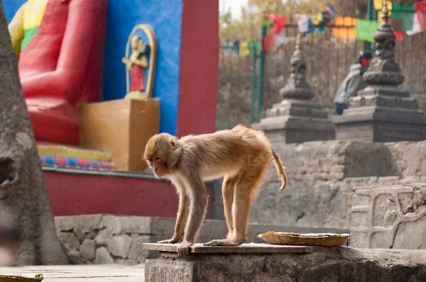 Buddhist temple monkey in Kathmandu, Nepal