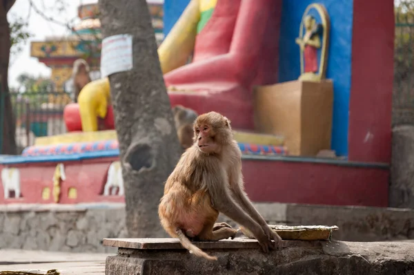 Buddhist temple monkey in Kathmandu, Nepal