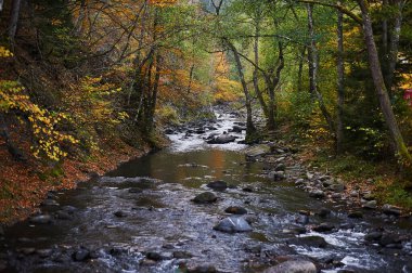 River full of autumn leaves seen from a bridge