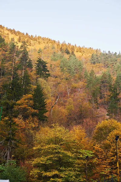 Yellow Green Trees Mountain — 스톡 사진