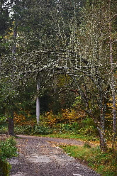 Walking Path National Park — Stockfoto