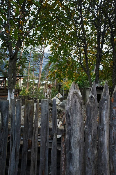 Two Dogs Old Wooden Fence — Stok fotoğraf