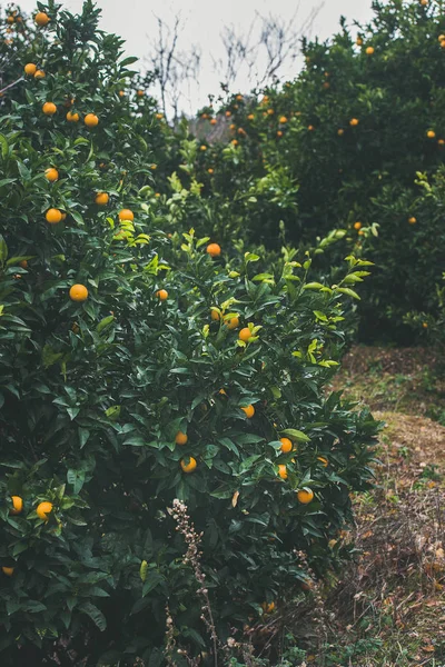 野生の熟したオレンジの木 — ストック写真
