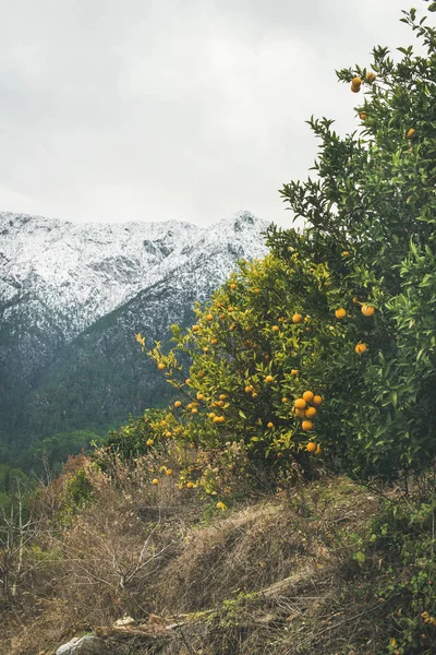 Bomen met wild rijpe sinaasappels — Stockfoto