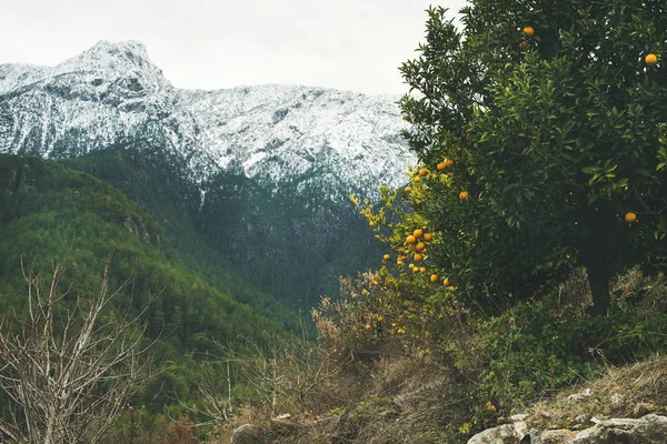 Trees with oranges in mountain garden — Stock Photo, Image