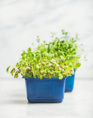 turp kress lahanası