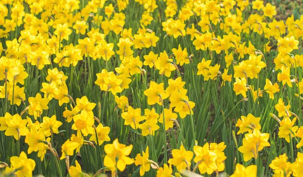 Ανθισμένα κίτρινο daffodils — Φωτογραφία Αρχείου