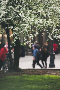 Bahar ağacı çiçeği 