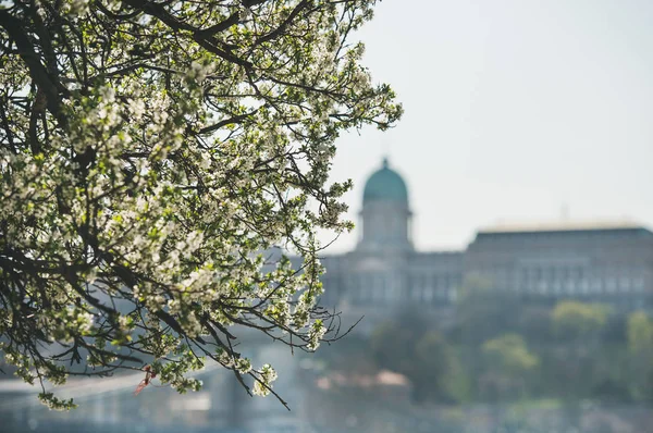 Bloeiende boom in de Donau Pest embankment — Stockfoto