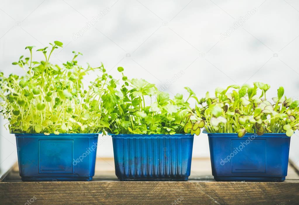 sprouts in blue plastic pots