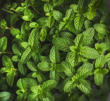 Taze biber nane yaprakları