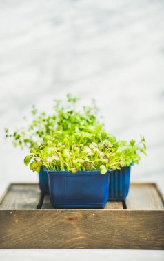 turp kress lahanası