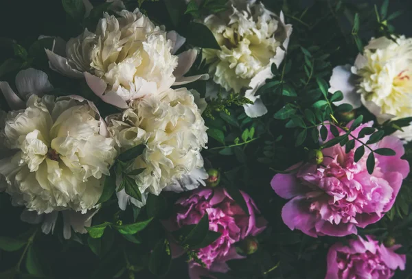 Белые и розовые пионы — стоковое фото