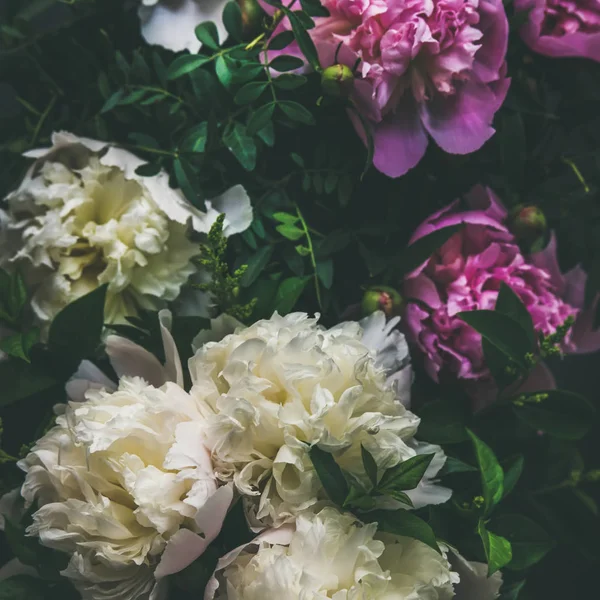 흰색과 핑크 작 약 꽃 — 스톡 사진