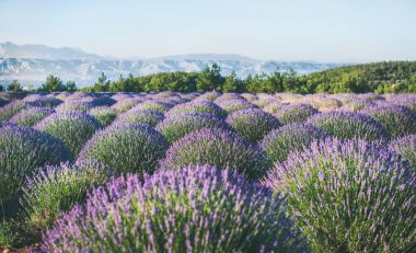 Lavanta çiçekleri blooming alan 