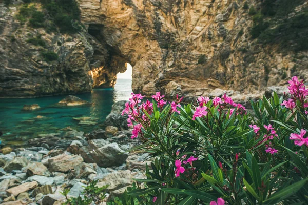 Ανθισμένο ροζ Rhododendron δέντρο — Φωτογραφία Αρχείου