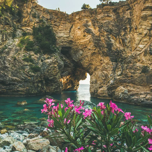 Ανθισμένη αμυγδαλιά Rhododendron — Φωτογραφία Αρχείου