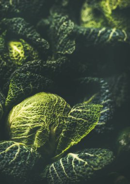 Çiğ taze yeşil lahana