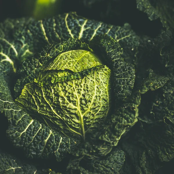 Сырая зеленая капуста — стоковое фото