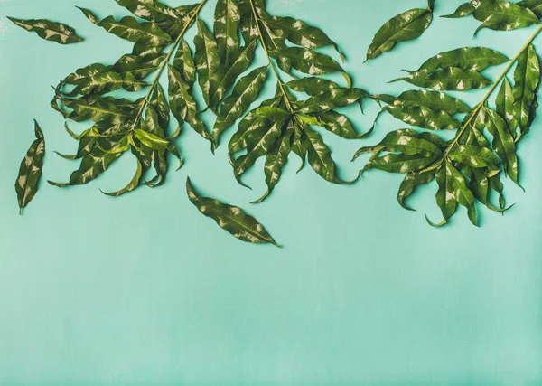 Tropický strom zelené listy — Stock fotografie