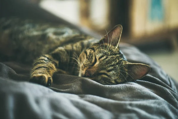 Aranyos szürke macska alszik — Stock Fotó