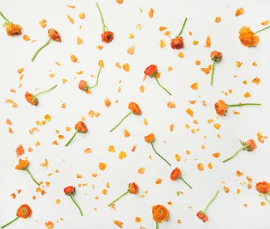 Çiçek doku, desen veya duvar kağıdı. Beyaz arka plan, üstten görünüm üzerinde turuncu tipik çiçekler. Tebrik kartı veya düğün davetiyesi kavramı