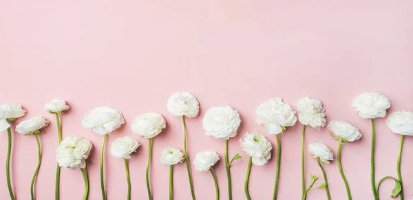 Fondo Del Día San Valentín Flores Ranúnculo Blanco Sobre Fondo —  Fotos de Stock