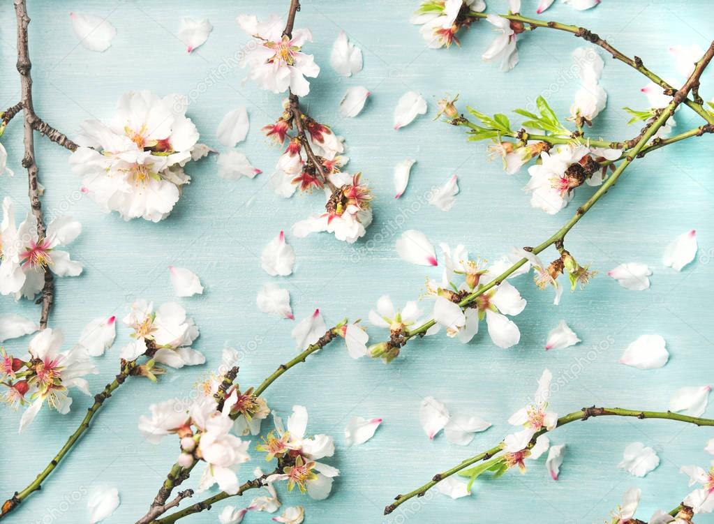 Spring floral background, texture and wallpaper. White almond blossom flowers and petals over light blue pastel background