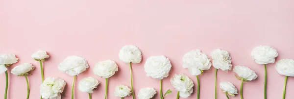 Saint Valentines Day background. Wwhite ranunculus flowers over light pink pastel background