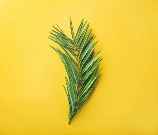 Ramo Palma Verde Sobre Fundo Amarelo Brilhante — Fotografia de Stock