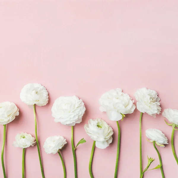 Fondo Del Día San Valentín Flores Ranúnculo Blanco Sobre Fondo — Foto de Stock