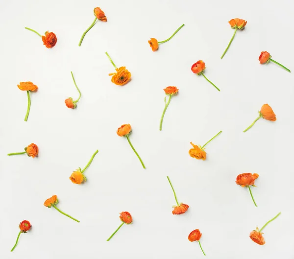 Blommig Textur Mönster Eller Tapet Ljusa Orange Ranunculus Blommor Över — Stockfoto